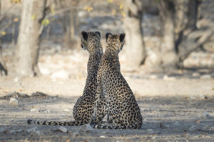 Cheetahs resting near Little Ongava on Ongava Game Reserve
