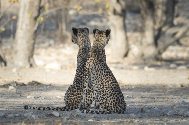 Cheetahs resting near Little Ongava on Ongava Game Reserve