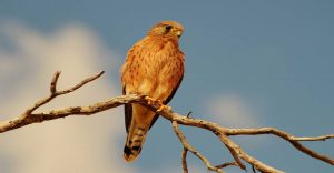 Etosha Photographic safaris
