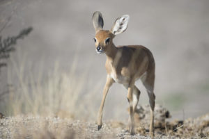 Young antelope seen from Anderssons at Ongava
