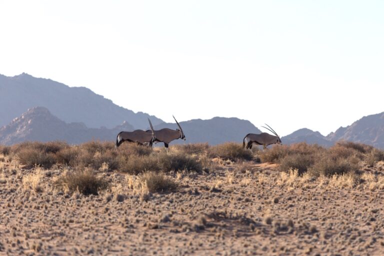 Desert Camp Sesriem – oryx crossing the desert plains