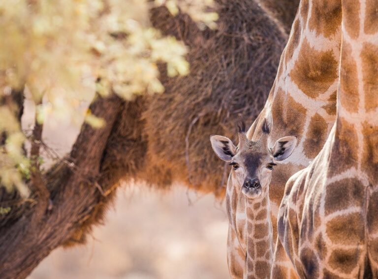 Kalahari Game Lodge – young giraffe in Kalahari woodland