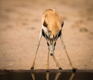 Kalahari lodge Namibia – springbok drinking at a waterhole