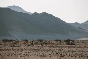 Namib Outpost accommodation gallery image 8