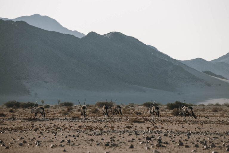 Desert Homestead Lodge – oryx on the plain