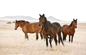 Desert-adapted horses near Eagles Nest Chalets