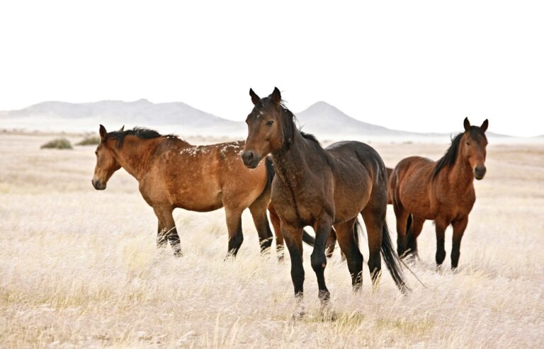 Desert-adapted horses near Eagles Nest Chalets