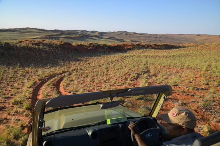 Guided nature drive from The Desert Grace