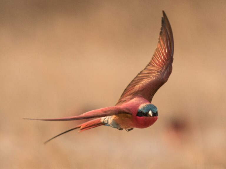 Southern carmine bee-eater in flight near Zambezi Mubala Lodge