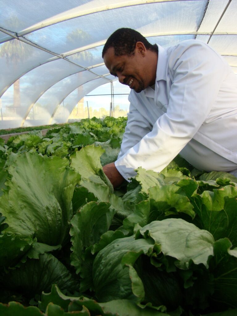 Fresh lettuce at the Kalahari Farmhouse production centre