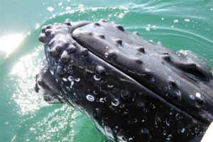 Dolphin & Seal Cruise – gallery image 5