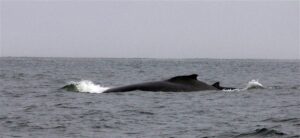 Dolphin & Seal Cruise – gallery image 2