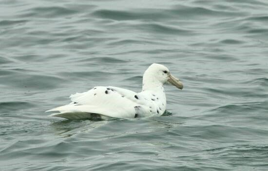 Dolphin & Seal Cruise – gallery image 7